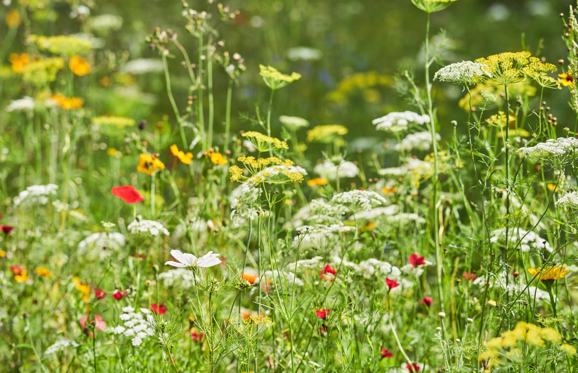 Meadowscaping